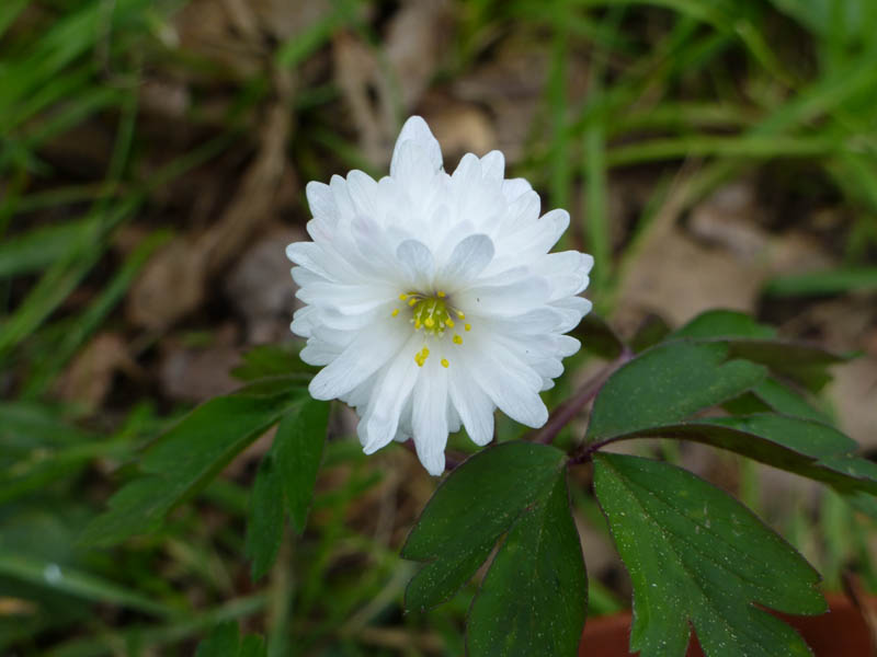 Anemone nemorosa 'Alba Plena'